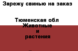 Зарежу свинью на заказ - Тюменская обл. Животные и растения » Другие животные   . Тюменская обл.